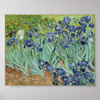 Irises av Van Gogh Poster