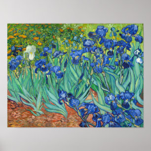 Irises av Van Gogh Poster