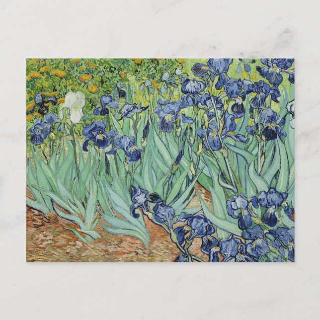 Irises av Van Gogh Vykort (Framsida)