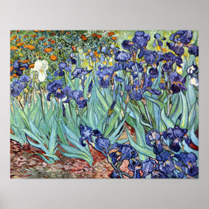 Irises av Vincent Van Gogh 1898 Poster
