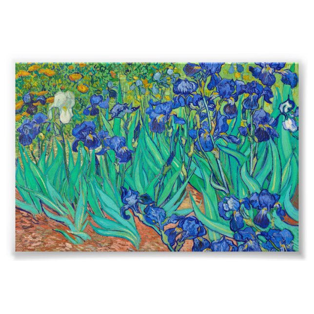 Irises av Vincent van Gogh Fototryck (Framsidan)