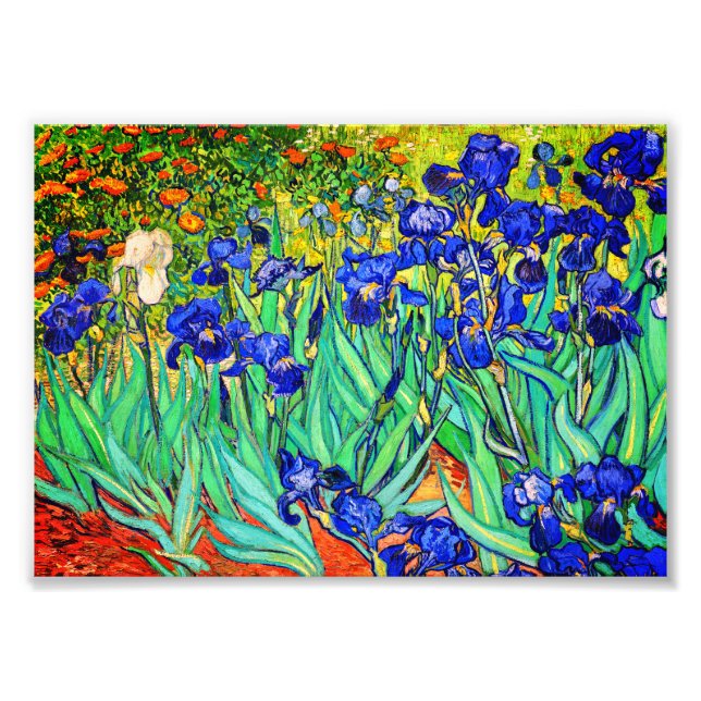Irises av Vincent Van Gogh Fototryck (Framsidan)