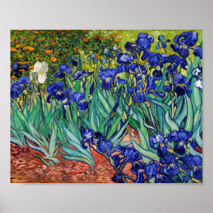 Irises av Vincent van Gogh Poster