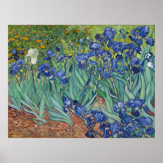 Irises av Vincent Van Gogh Poster (Framsidan)