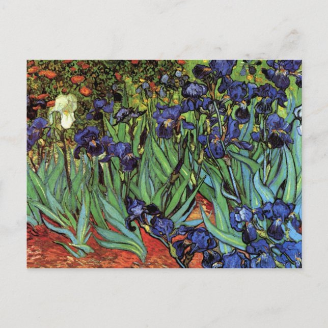 Irises av Vincent van Gogh Vykort (Framsida)