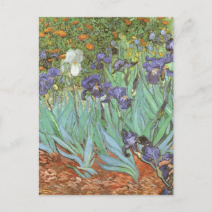 Irises av Vincent van Gogh Vykort