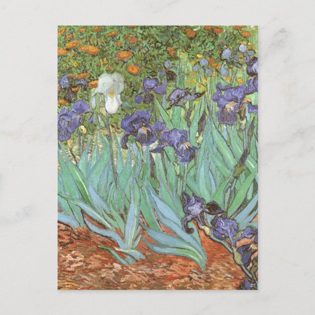 Irises av Vincent van Gogh Vykort (Framsida)