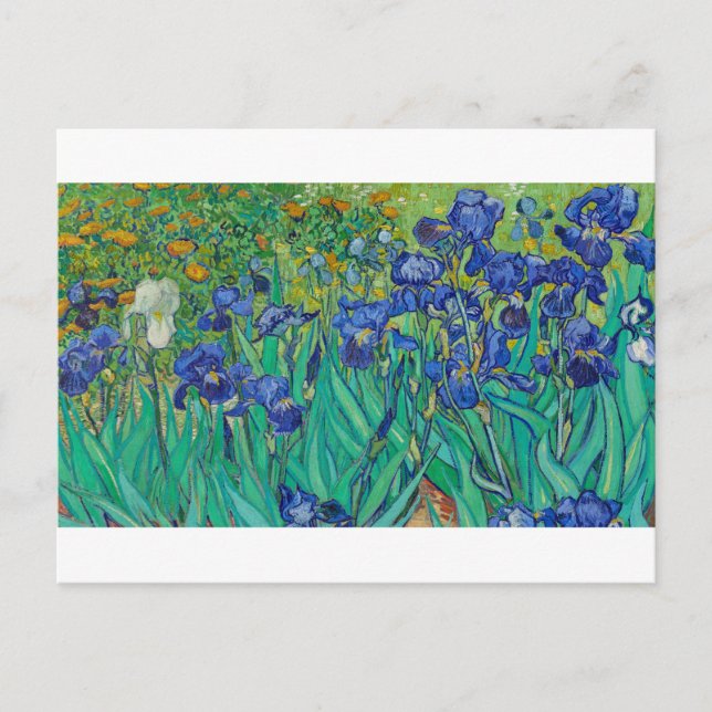 Irises av Vincent van Gogh Vykort (Framsida)