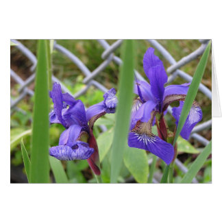 Irises Bloom Hälsningskort