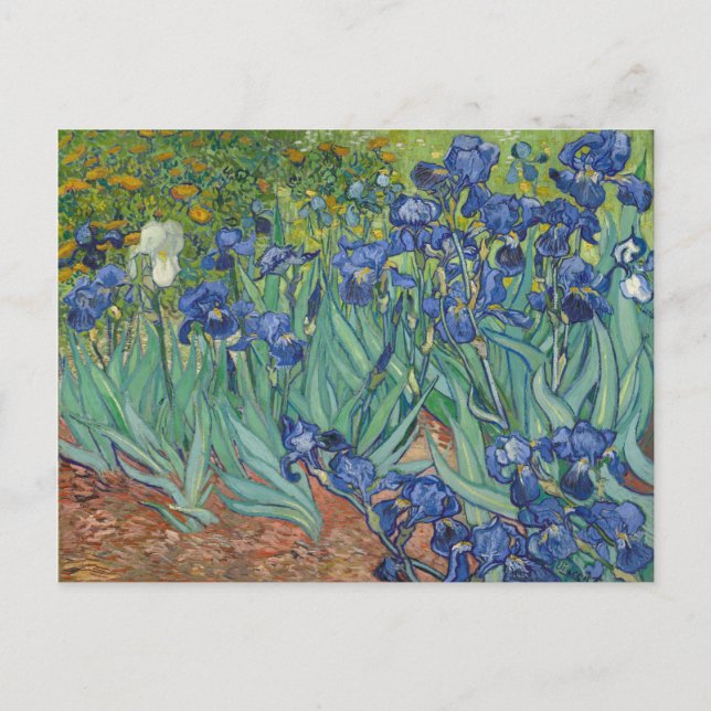 Irises Blue Grönt Gult Van Gogh Vykort (Framsida)