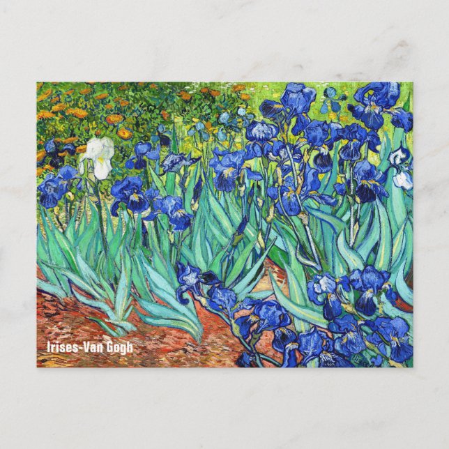 Irises by Vincent Van Gogh Vykort (Framsida)