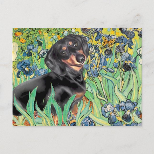 Irises - Dachsund (BT4) Vykort (Framsida)