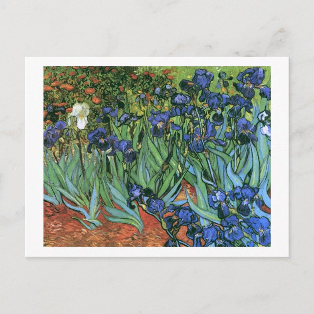 Irises (F608) Van Gogh Fine Art Vykort (Framsida)