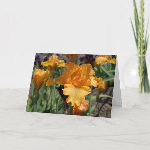 Irises för orange för kort för