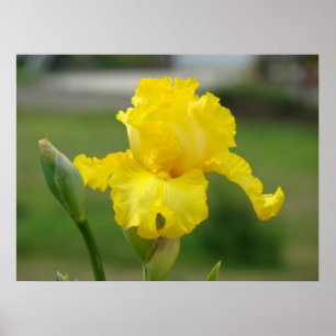 IRISES Gult Iris Flowers Art Printing Poster
