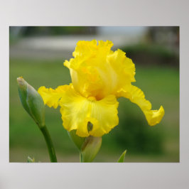 IRISES Gult Iris Flowers Art Printing Poster