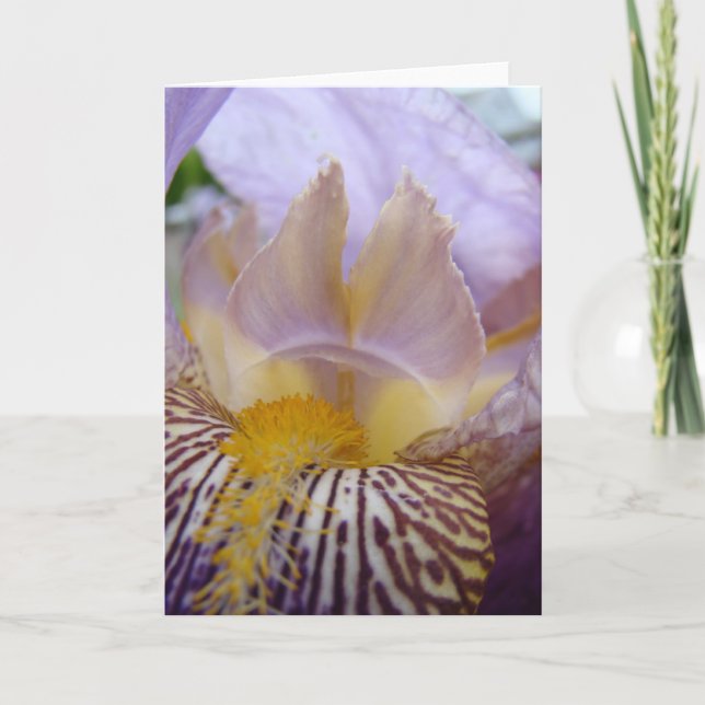 IRISES IRIS Flowers GREETING CARDS Note CARDS Kort (Framsida)