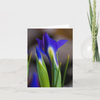 Irises noterar kortet kort