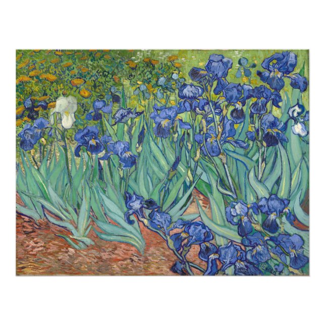 Irises Vincent Van Gogh Fototryck (Framsidan)