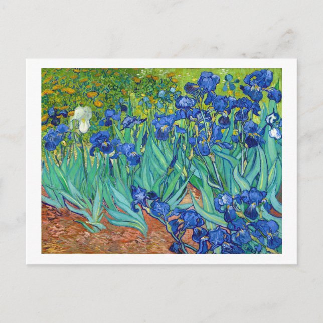 Irises, Vincent van Gogh Vykort (Framsida)