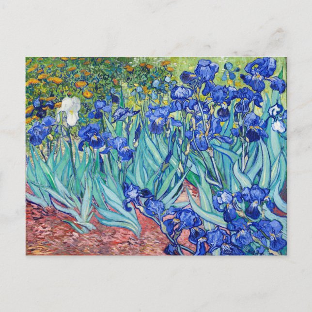 Irises Vincent van Gogh Vykort (Framsida)