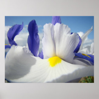 IRISES Vita Iris Blommor 15 Konsttryck Affischer