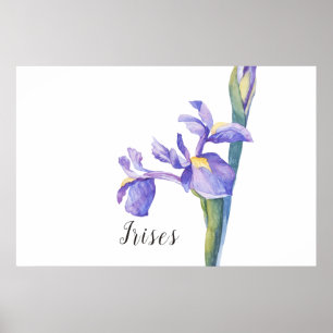 Irises Watercolor Blommigt Poster