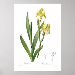 Irisflavescens Poster