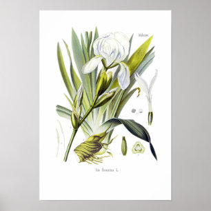 Irisflorentina Poster