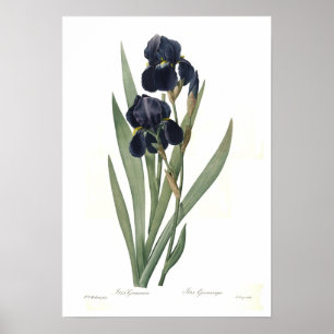 Irisgermanica Poster