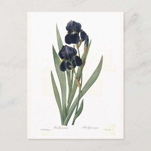 Irisgermanica Vykort (Framsida)