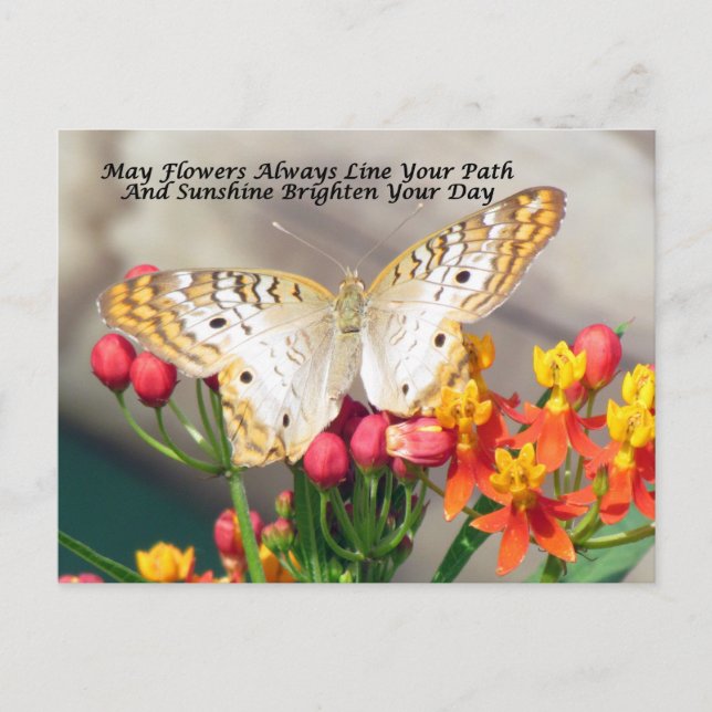 Irish Bluting Postcard (White Peacock) Vykort (Framsida)