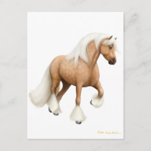 Irish Cob Horse Postcard Vykort