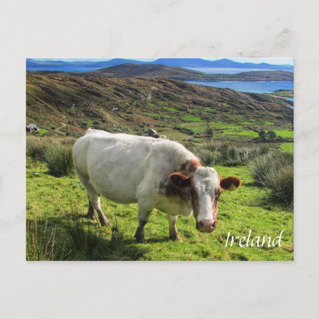 Irish Cow, Ring of Kerry, Ireland Postcard Vykort (Framsida)