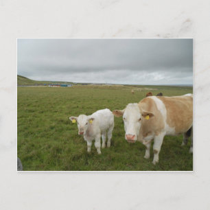 IRISH COWS VYKORT