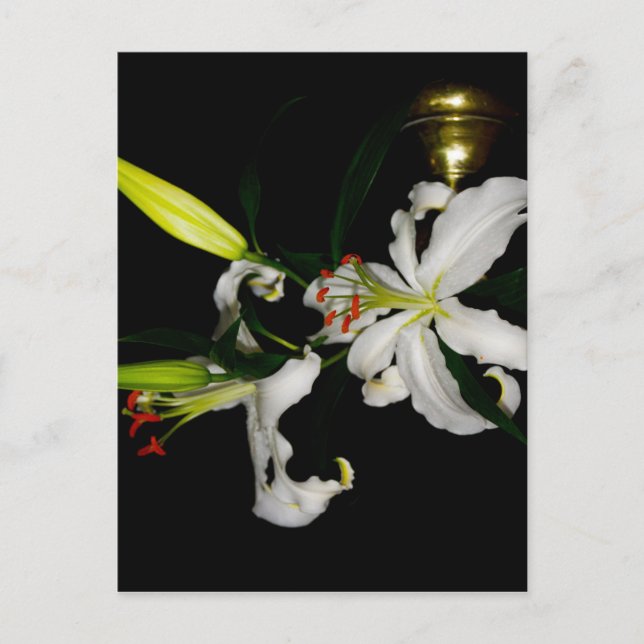 Irish Design-the-Flower Collection Vykort (Framsida)