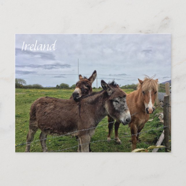Irish Donkey and Horse, Ireland Postcard Vykort (Framsida)