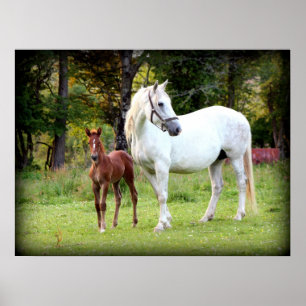 Irish Draft Horse Poster