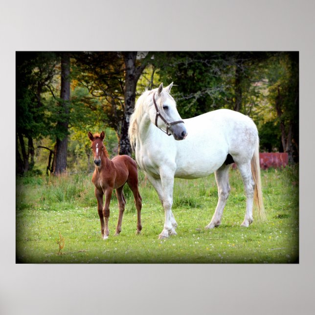 Irish Draft Horse Poster (Framsidan)