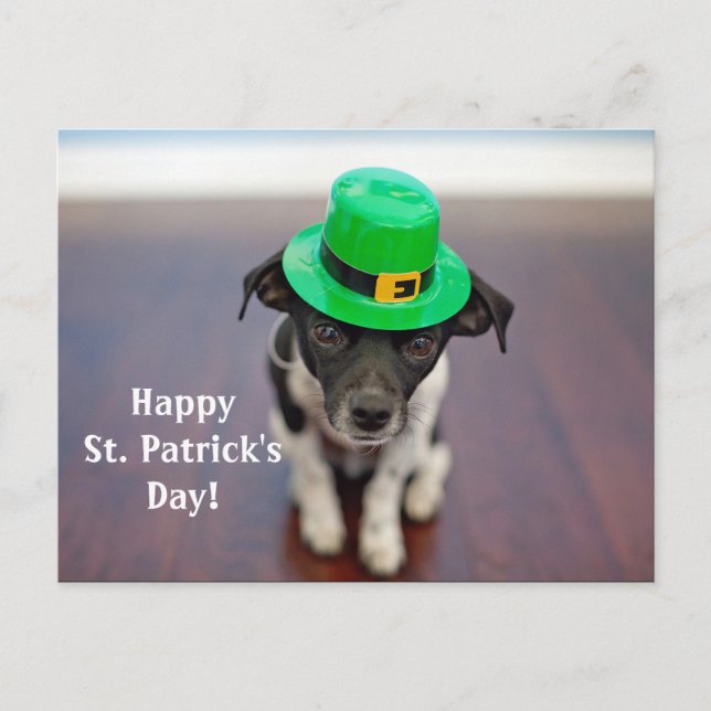 Irish Hund St. Patrick's Day Postcard Vykort (Framsida)