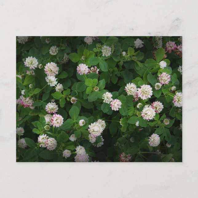 Irish Klöver 4 Löv Lämnar Lucky St. Patricks Day Vykort (Framsida)