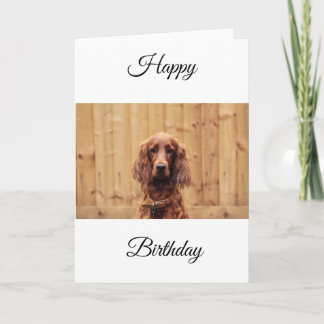 Irish Red Setter Birthday Card Kort