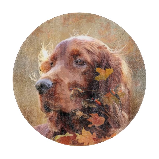 Irish Red Setter, Irish Setter (Framsidan)