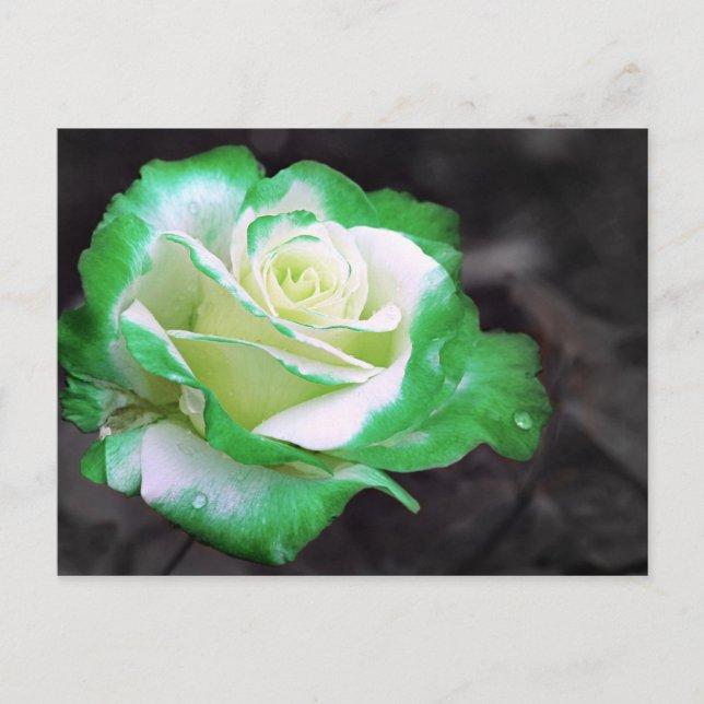 Irish Ro vykort (Framsida)