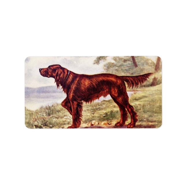 Irish Setter 1900 Illustration of Sport Hund Adressetikett (Framsidan)