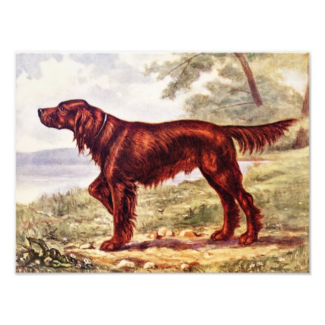 Irish Setter 1900 Illustration of Sport Hund Fototryck (Framsidan)