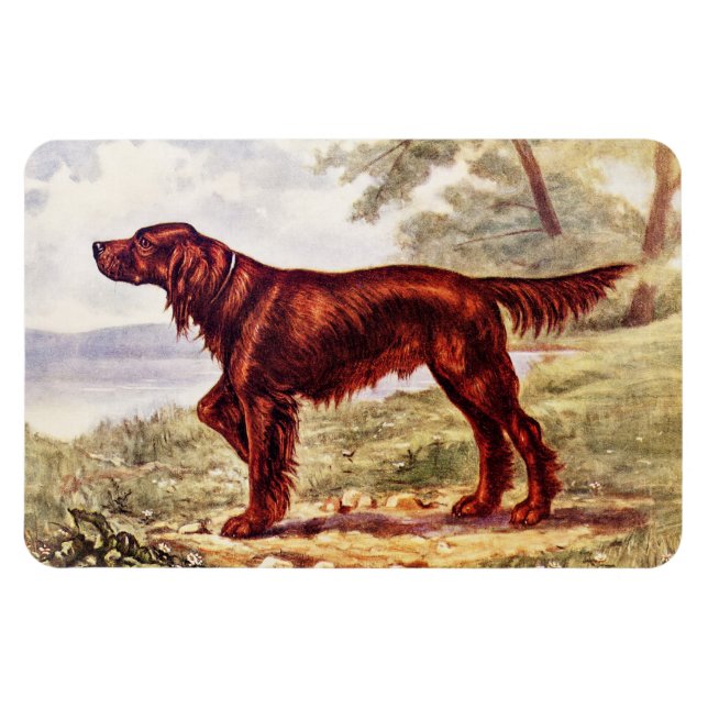 Irish Setter 1900 Illustration of Sport Hund Magnet (Horisontell)