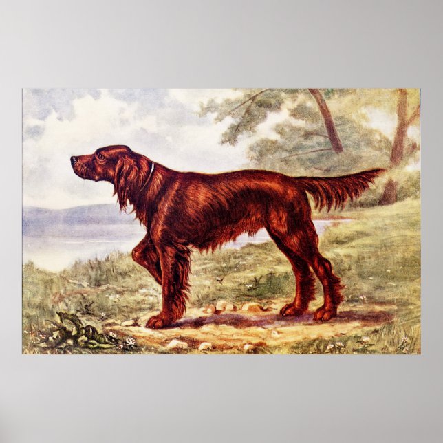 Irish Setter 1900 Illustration of Sport Hund Poster (Framsidan)