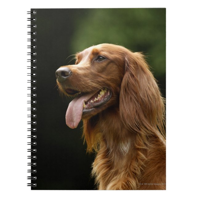 Irish Setter 2 Anteckningsbok (Framsidan)