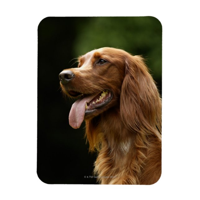 Irish Setter 2 Magnet (Vertikal)